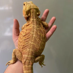 Citrus Leatherback Bearded Dragon “Breeder” (Stock BDB8)