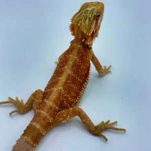 Super Tang Translucent Bearded Dragon