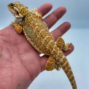 Citrus Leatherback Bearded Dragon “BreBlue Bar Fire Hypo Bearded Dragoneder” (Stock BDB8) (Copy)
