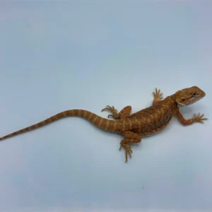 Blue Rush Hypo Bearded Dragon