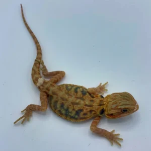 Super Orange Translucent Leatherback Bearded Dragon (Stock BD20)