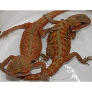 High Color Red 7-8″ Bearded Dragons