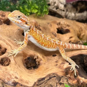 Leatherback Orange Tang Hypo Bearded Dragon