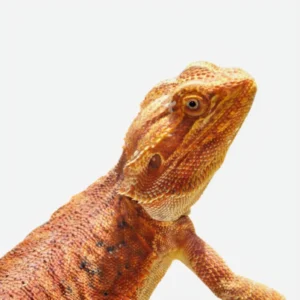 ADULT Mixed Colored Bearded Dragons
