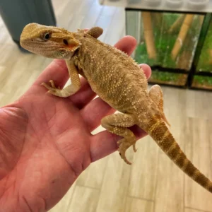 Orange Blossom Hypo Bearded Dragon Regular