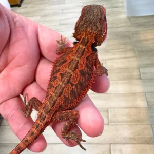 Super Red Fire Translucent Bearded Dragons