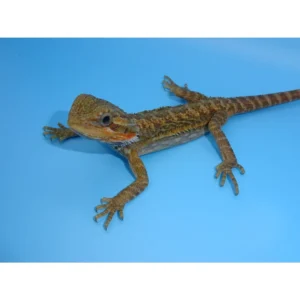 Translucent Bearded Dragons