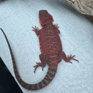 Double Het Tiger LB Red Monster Bloodline