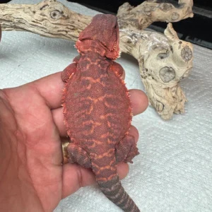 Double Het Tiger LB Red Monster Bloodline