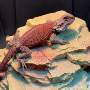 Dark Trans Red Monster