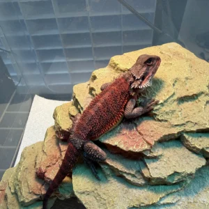 Dark Trans Red Monster