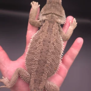 Female Paradox 3/4 Red Monster 1/4 Citrus Translucent