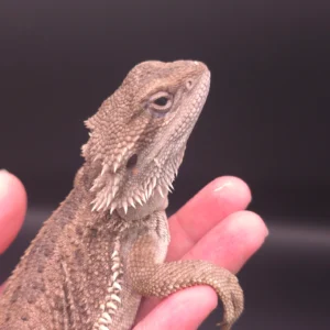 Female Paradox 3/4 Red Monster 1/4 Citrus Translucent