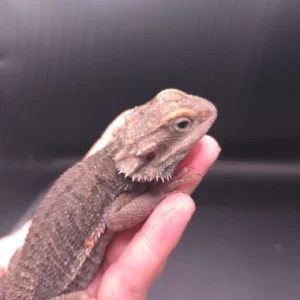 Female Paradox 3/4 Red Monster 1/4 Citrus Translucent