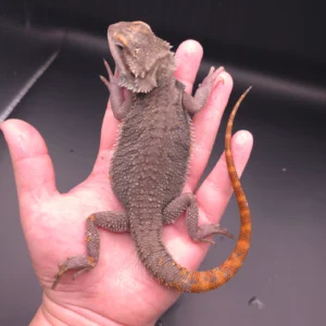 Female Paradox 3/4 Red Monster 1/4 Citrus Translucent