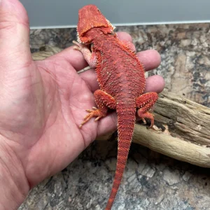 Red Monster Hypo Blue Bar