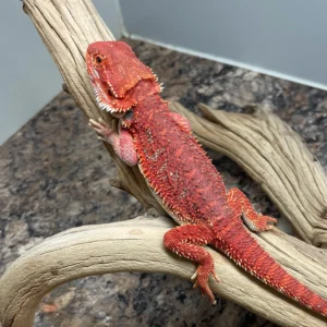 Red Monster Hypo Blue Bar