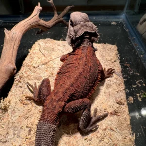 Burgundy And Black Dunner