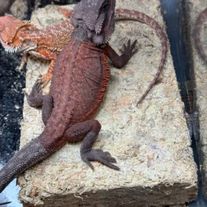 Burgundy And Black Dunner