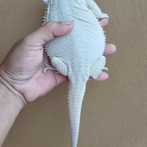 Albino Zero Project Pair – 3rd Gen, No Eye Issues, V Albino Hypo Trans Zero