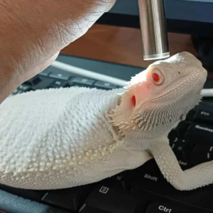 Albino Zero Project Pair – 3rd Gen, No Eye Issues, V Albino Hypo Trans Zero