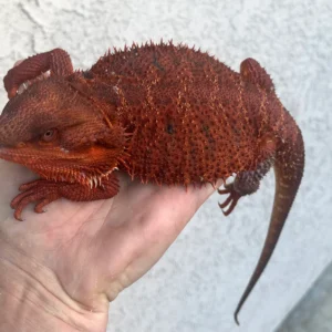 Ready To Breed Male 100% Red Monster 66% Het Hypo 100% Het Translucent