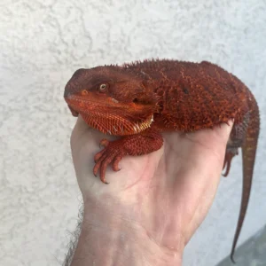 Ready To Breed Male 100% Red Monster 66% Het Hypo 100% Het Translucent