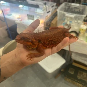 Translucent Red Monster