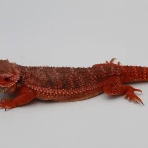 Europe Bloodline) Red Monster Translucent