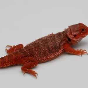 Europe Bloodline) Red Monster Translucent