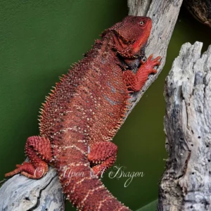 100% Red Monster Black God Bloodline