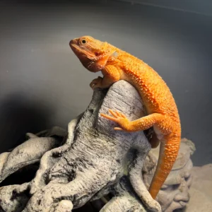 Orange Hypo Trans Tiger
