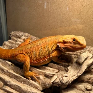 Orange Hypo Trans Tiger