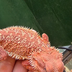 Hypo Red Monster Dunner