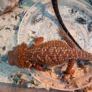 Hypo Red Monster Dunner