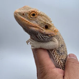 Hypo Het Trans / 100% Het Albino / 100% Het Zero – Adult Male