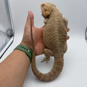 Hypo Het Trans / 100% Het Albino / 100% Het Zero – Adult Male