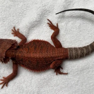 100% Red Monster Translucent Black God Bloodline