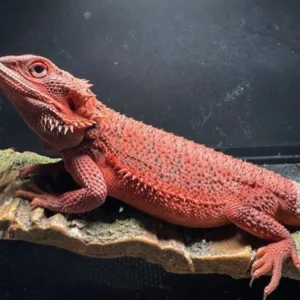 100% Red Monster Translucent Black God Bloodline