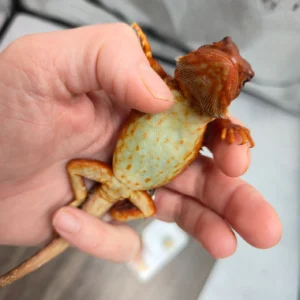 Translucent Red Monster 66% Het Hypo