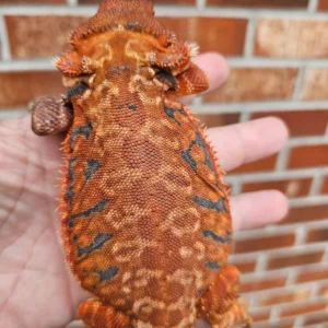 50% Red Monster Leatherback (Het Hypo, Het Trans)