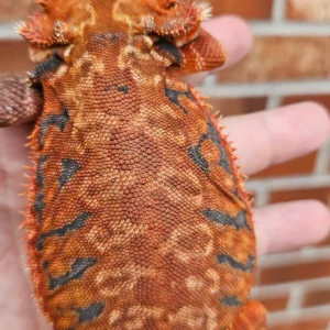 50% Red Monster Leatherback (Het Hypo, Het Trans)