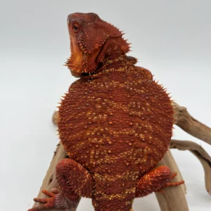 100% Red Monster Black God Bloodline Het Hypo Het Trans