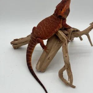 100% Red Monster Black God Bloodline Het Hypo Het Trans