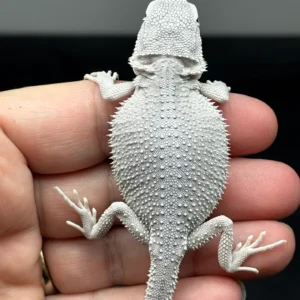 Hypo, Zero, Possible Het Trans, Possible Het Witblits