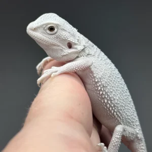 Hypo, Zero, Possible Het Trans, Possible Het Witblits