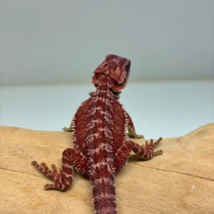 Red Monster Hypo Het Trans