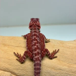 Red Monster Hypo Het Trans